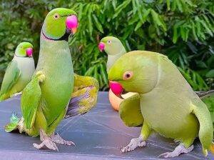 All parrots selling available all India over