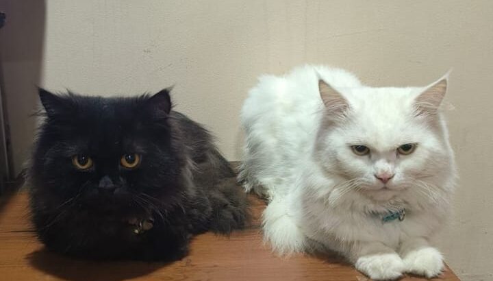 All cat’s selling available all India over ho