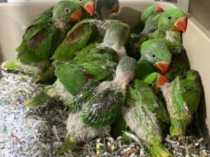 All parrot’s selling available all India over