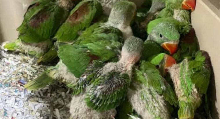 All parrot’s selling available all India over