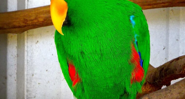 All parrots selling available all India over
