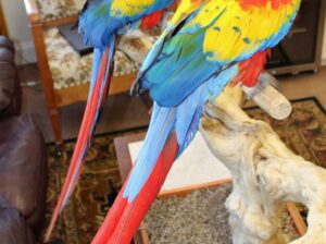 All parrots selling available all India over