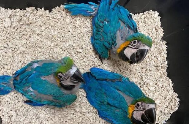 All parrots selling available all India over