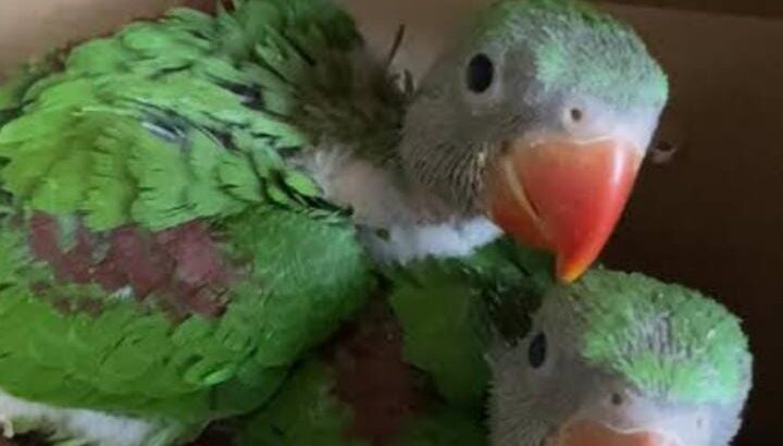 All parrot’s selling available all India over