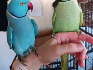 All parrots selling available all India over