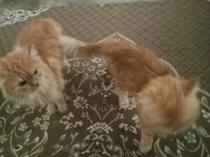 PERSIAN CATS male and female both 9603578879