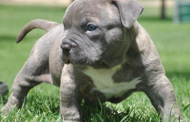 All Dog,s selling available all India over ho