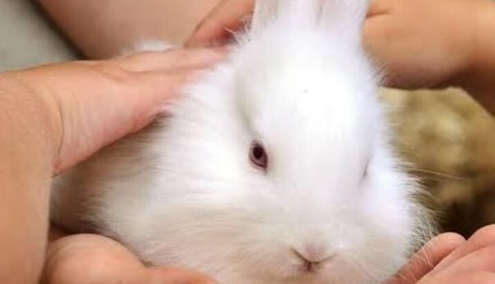 All Rabbit’s selling available all India over