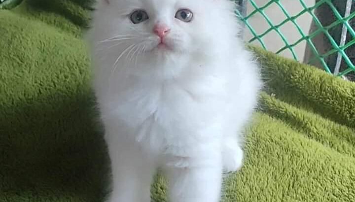 All cat’s selling available all India over ho