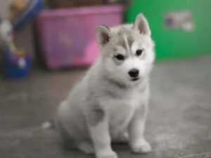 Husky
