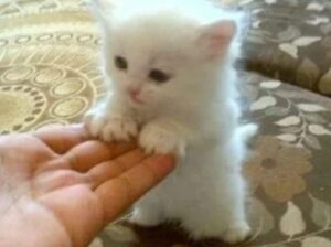 All cat’s selling available all India over ho