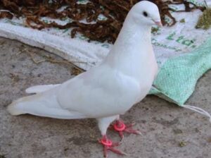 All pigeon’s selling available all India over