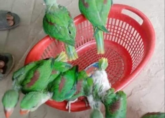 All parrots selling available all India over