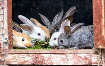All rabbit,s selling available all India over