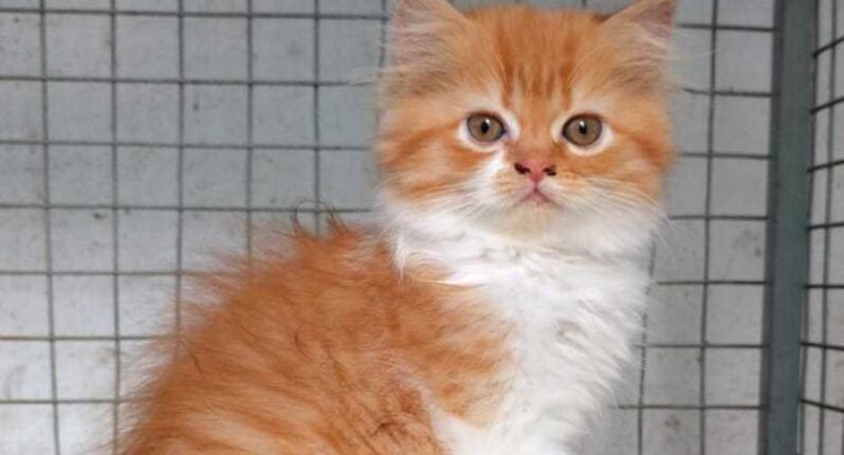 All cat’s selling available all India over ho