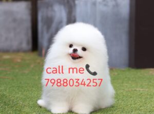 🐕 sale home delivery Ghar Baithe7988034257