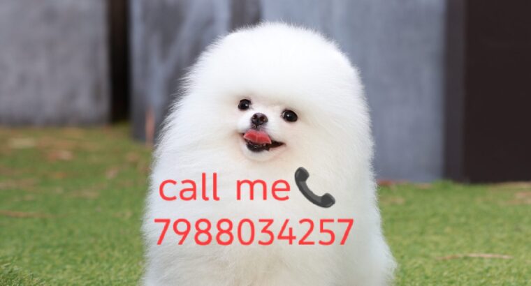 🐕 sale home delivery Ghar Baithe7988034257