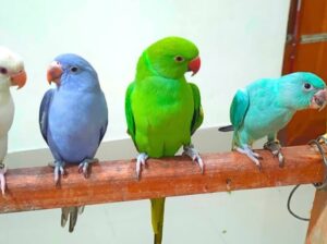 All parrot’s selling available all India over
