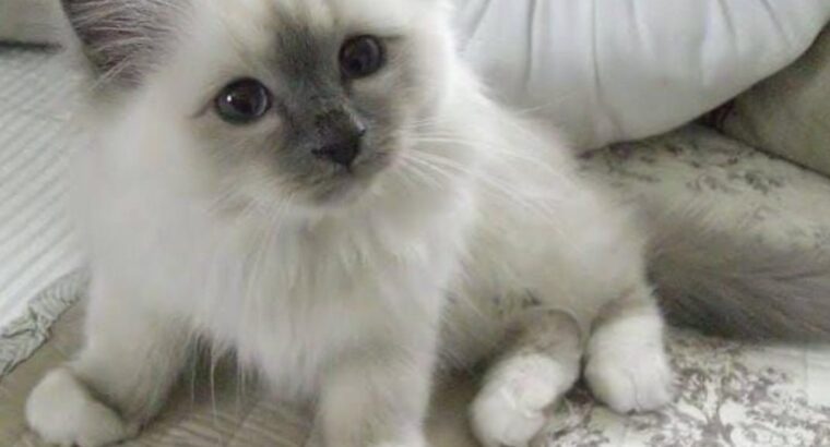 All cat’s selling available all India over ho