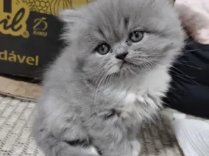 All cat’s selling available all India over ho