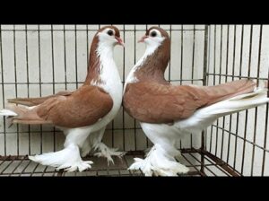 All pigeons , selling available all India ove