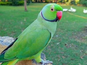 All parrots selling available all India over