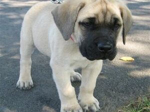 All Dog,s selling available all India over ho