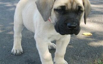 All Dog,s selling available all India over ho