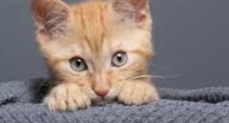 All cat’s selling available all India over ho