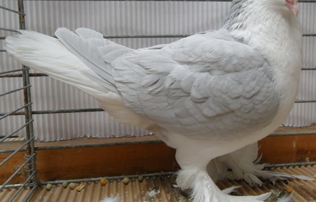 All pigeons , selling available all India ove