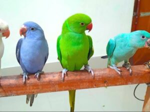 All parrots selling available all India over