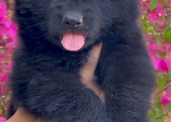 free dog all India transfer call me in