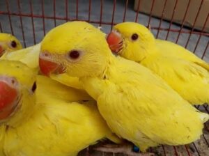 917302603359. home delivery 🚚🚚