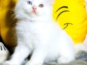 all India delivery home delivery 9983118175