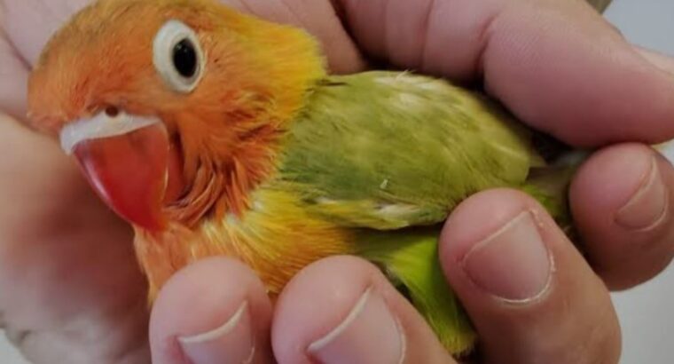 home delivery 7302603359