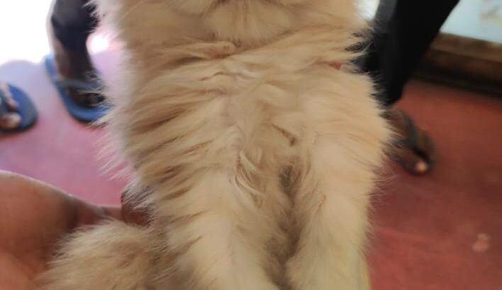 All cat’s selling available all India over ho