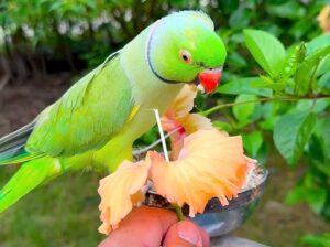 All parrots selling available all India over