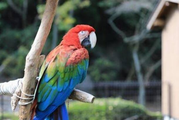All parrots selling available all India over