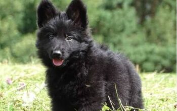 All Dog,s selling available all India over ho