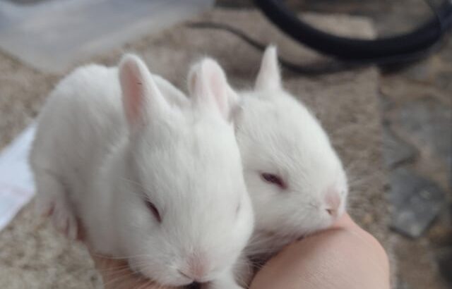All rabbit,s selling available all India over