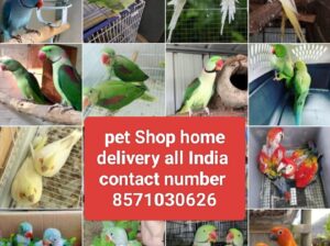 Home delivery all India 8571030626