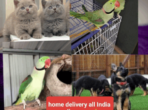 Home delivery all India 8571030626