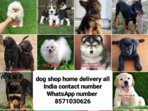 First mein booking uske