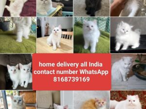 Call me sar 8168739169