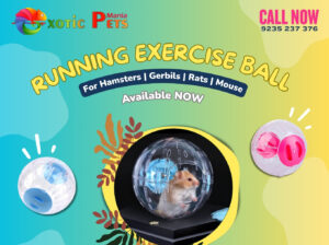 𝗛𝗮𝗺𝘀𝘁𝗲𝗿 𝗥𝘂𝗻𝗻𝗶𝗻𝗴 𝗕𝗮𝗹𝗹 𝗳𝗼𝗿 Sale