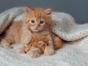 All cat:s selling available all india over ho