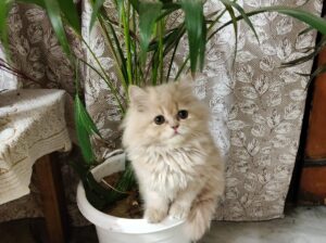 call me sir 8368959543 

Persian cat