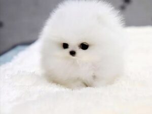 free dog all India transfer call me