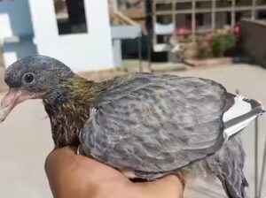 Baby piegon (Phone no. 8540014080)
