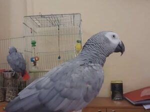 African grey parrots